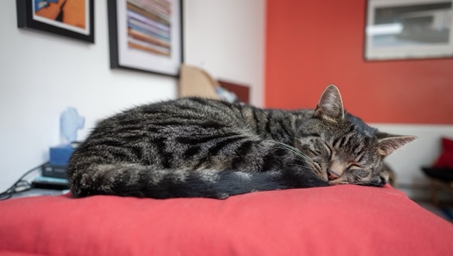 Joey, a brown tabby cat