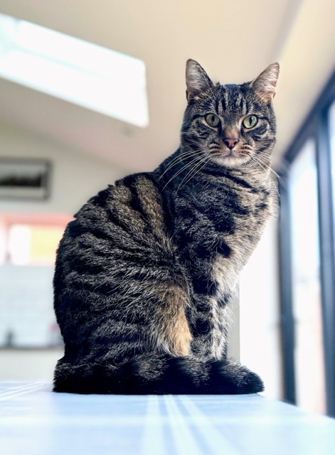 Joey, a brown tabby cat, sitting